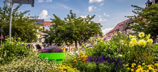 Architekt radzi: naturalna łąka w mieście i w donicach XXL